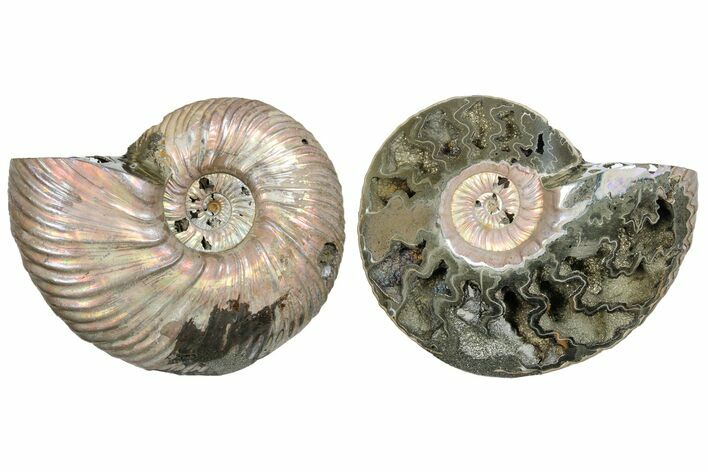 One Side Polished, Pyritized Fossil, Ammonite - Russia #174986